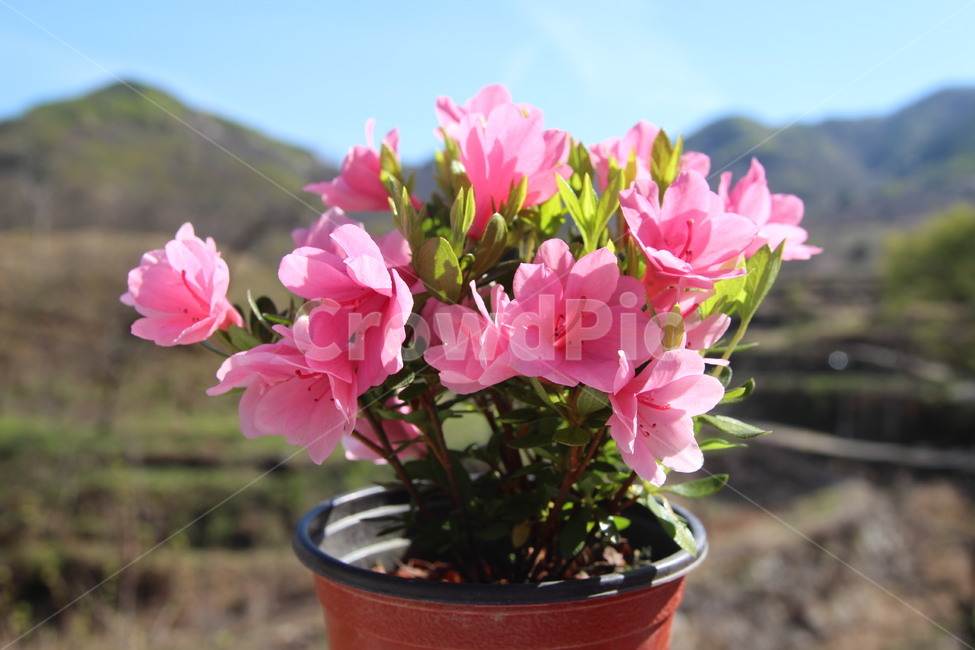 식물,plant,blossom,꽃,화분,식물,자연,plants,nature,꽃,flower