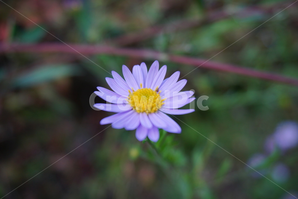 꽃,보라색꽃,식물,자연물,근접