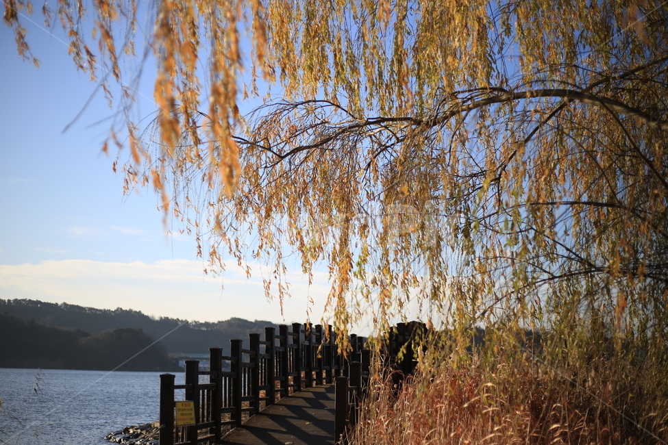 갈대,억새,신성리갈대밭,자연,풍경,가을,갈대밭,tree,나무,plant,식물