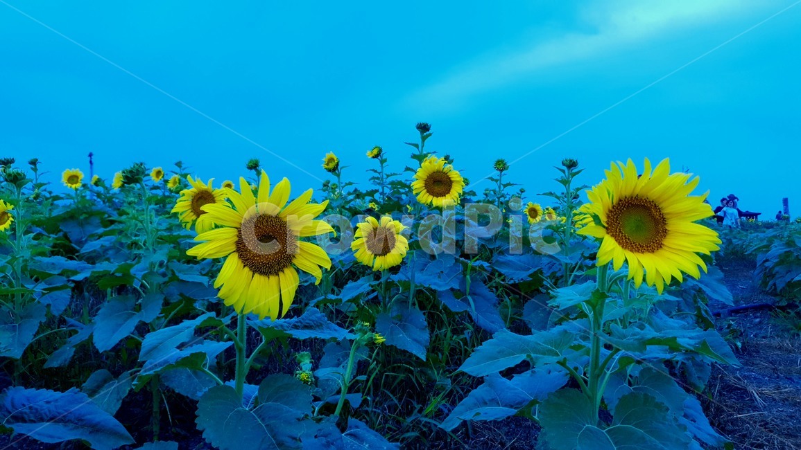 해바라기,식물,plant,꽃,blossom