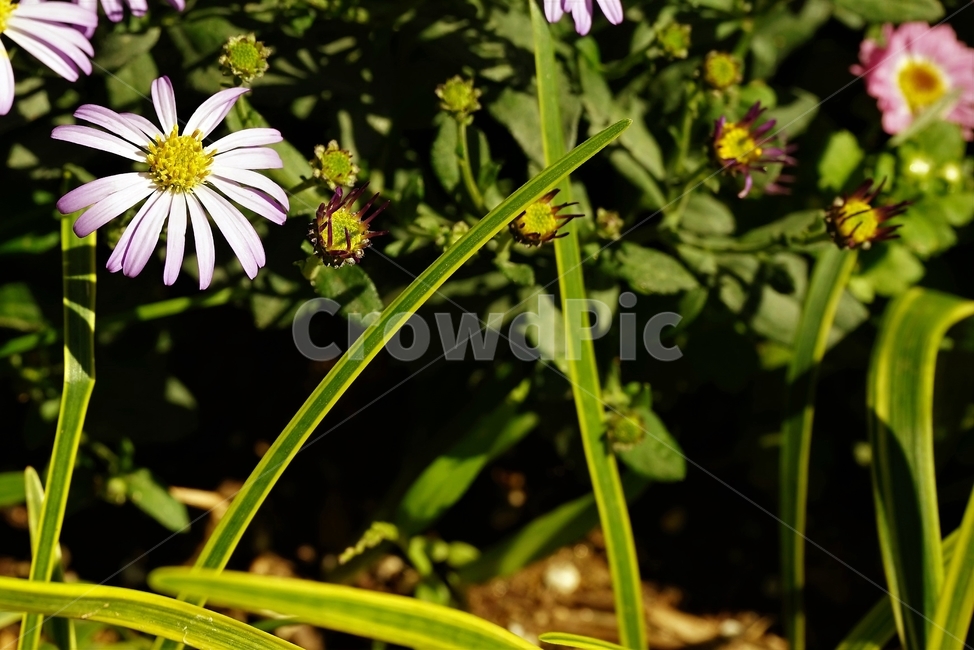 꽃,아름다움,정원,식물,자연,flower,bloom,beauty,plant,nature,식물,자연,plants,nature,꽃,flower