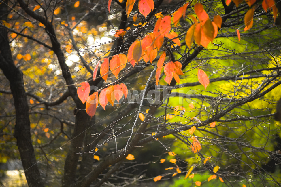 단풍,추색,가을,나무,나뭇잎,잎새,자연,잎,가을,계절,fall,autumn,season,plant,식물,leaf,tree