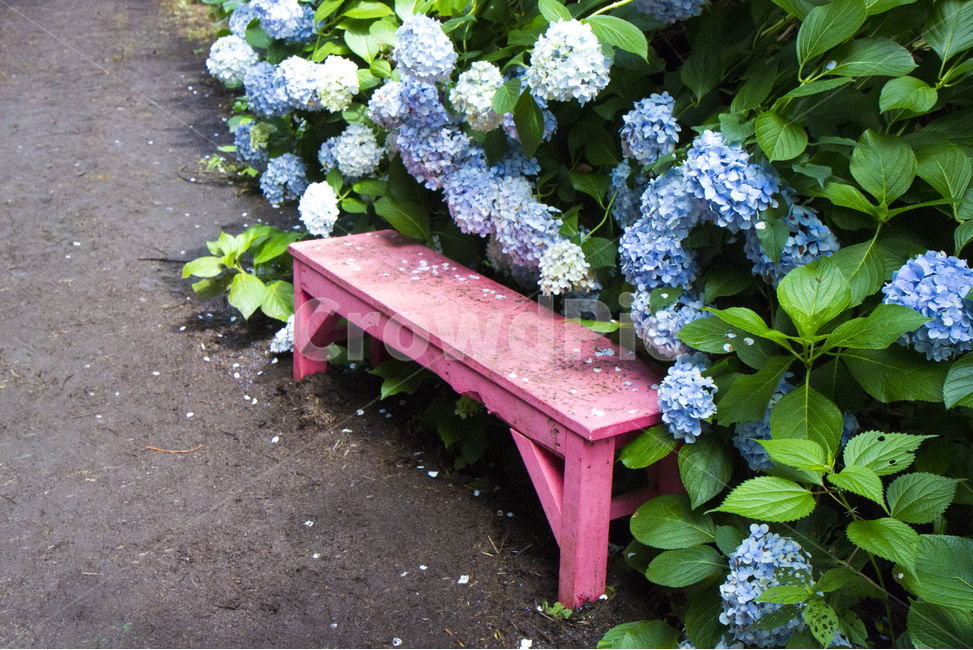 수국,벤치,bench,꽃,제주,식물,자연,plants,nature,꽃,flower