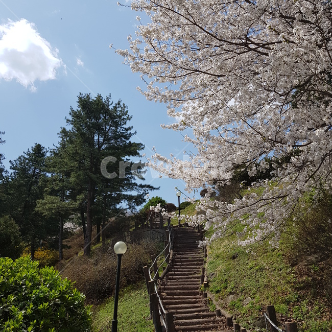 벚꽃,동산,공원,계단,나무
