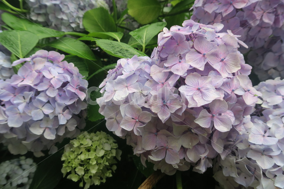 꽃,수국,보라색,flower,수국축제,태종대,purple,봄꽃,봄이미지,봄날,spring,꽃축제,flowers,식물,아름,자연,nature,식물,자연,plants,nature,꽃,flower