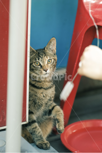고양이,야옹이,길고양이,길냥이,캣맘,야옹,캣,동물,animal,포유류,mammal,고양이,cat,kitten,kitty