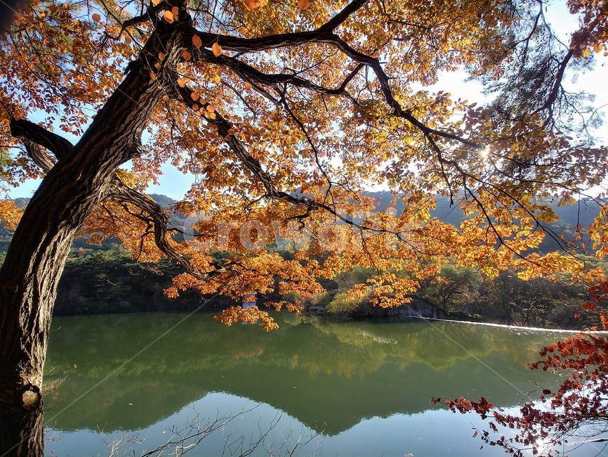 졸참나무,졸참나무단풍,참나무,가을단풍,단풍,자연,나무,가을,계절,fall,autumn,season,tree,plant,식물,nature,maple,outdoors,옥외,water,물