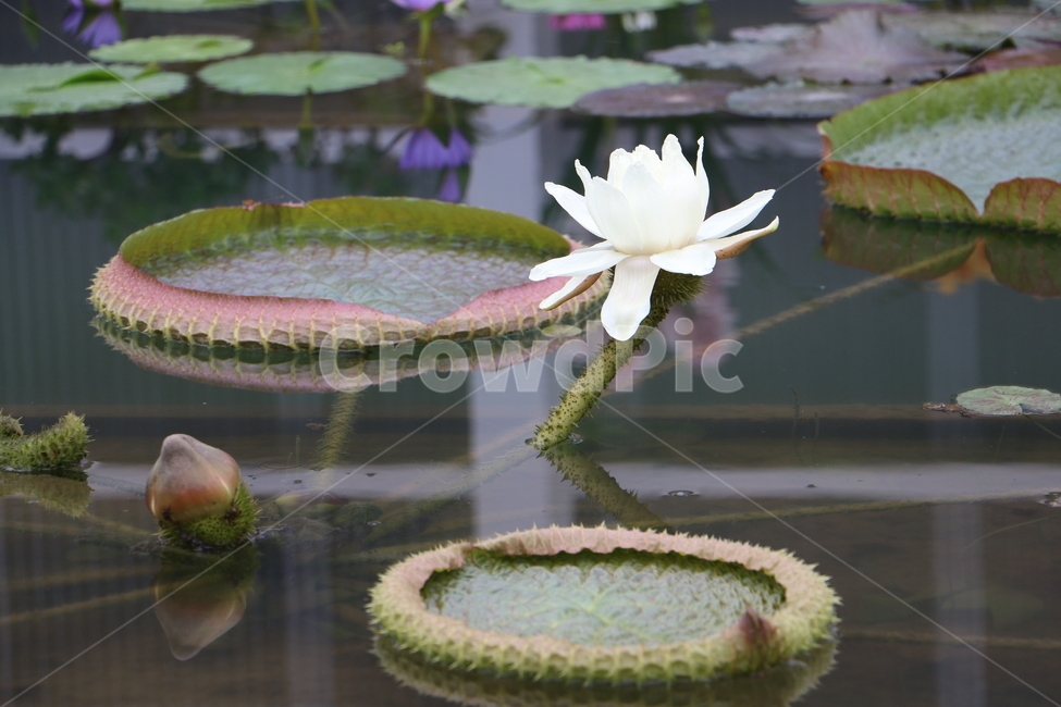 꽃,연꽃,flower,lotus,만개,식물,자연,plants,nature,꽃,flower