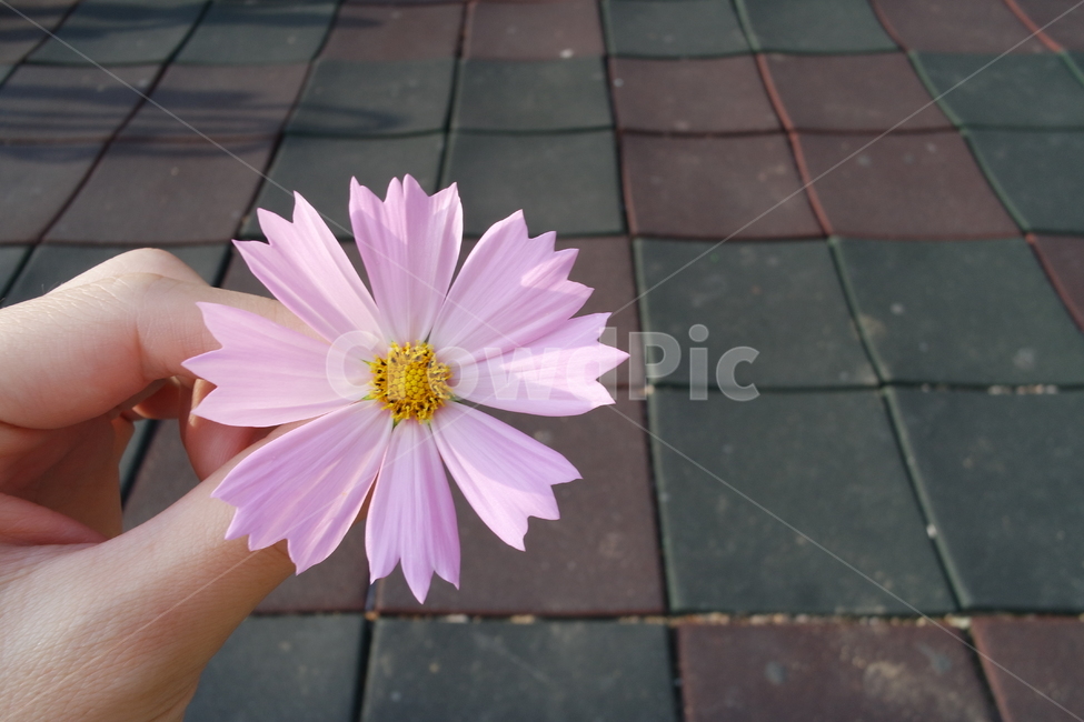 코스모스,가을,가을꽃,식물,plant,human,person,꽃,flower