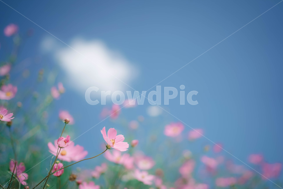 구름,하늘,코스모스,꽃,가을,autumn,commoncosmos,コスモス,gardencosmos,flower,sky,cloud,가을하늘,가을배경,가을이미지,식물,가을,계절,fall,autumn,season,식물,자연,plants,nature,꽃,flower,감성,sensible,feeling,spring,봄,plant