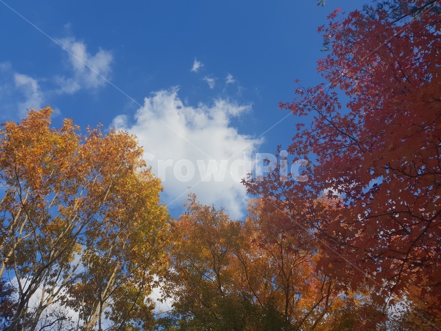 가을하늘,하늘,단풍,나들이,자연,sky,나무