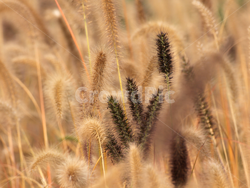 grass,식물,plant,lawn,풀,자연,가을,계절,fall,autumn,season,식물,자연,plants,nature,잔디