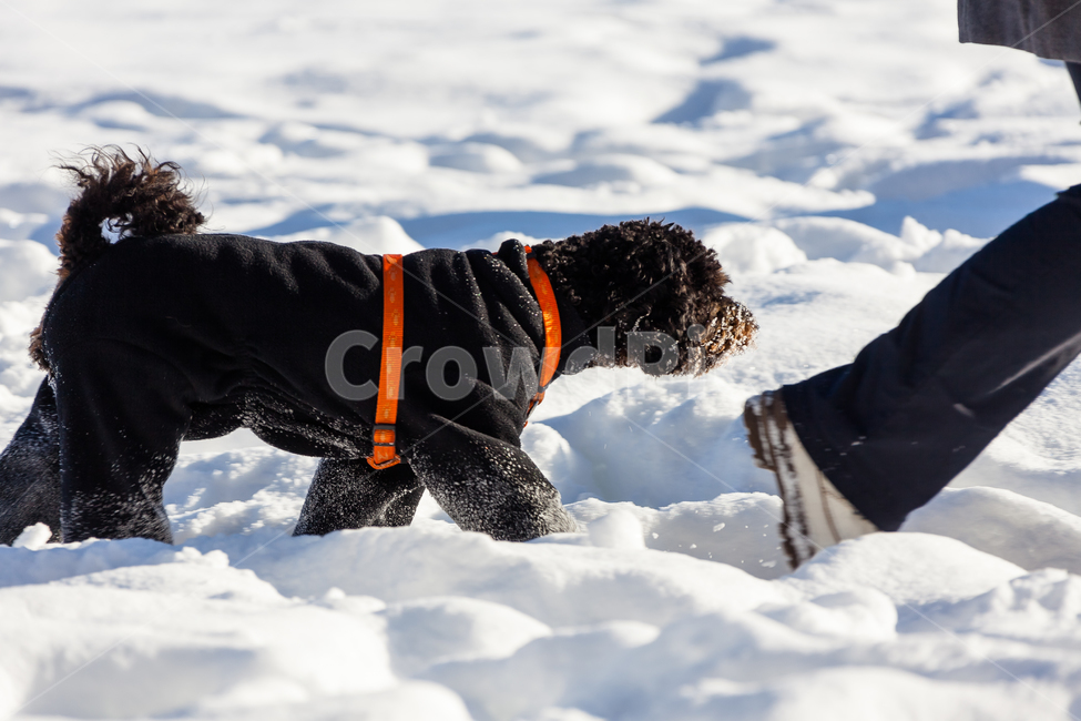 개,겨울,눈,날씨,공원,얼음,겨울,계절,winter,season,동물,animal,포유류,mammal,개,강아지,dog,doggy,사람,인물,인간,human,person,신체일부,몸,body
