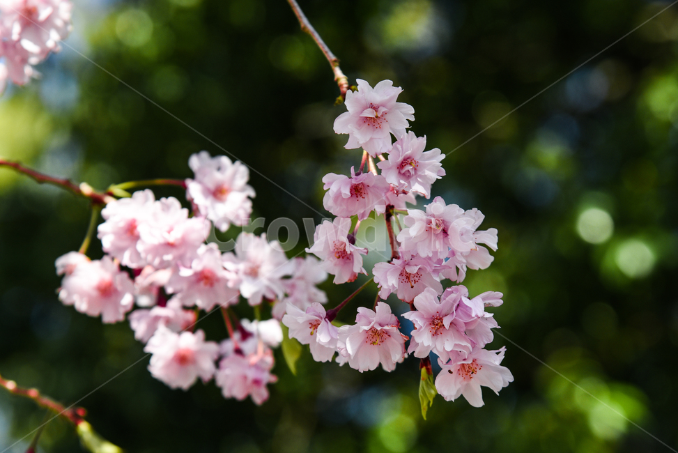 벚꽃,봄,봄꽃,꽃,식물,자연,핑크,핑크색꽃,계절,시즌,spring,春,スプリング,桜,벚나무,봄,계절,spring,season,식물,자연,plants,nature,꽃,flower,plant,blossom