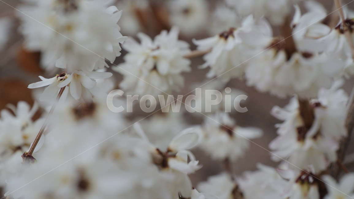 plant,식물,flower,blossom,꽃,식물,자연,plants,nature,꽃,flower