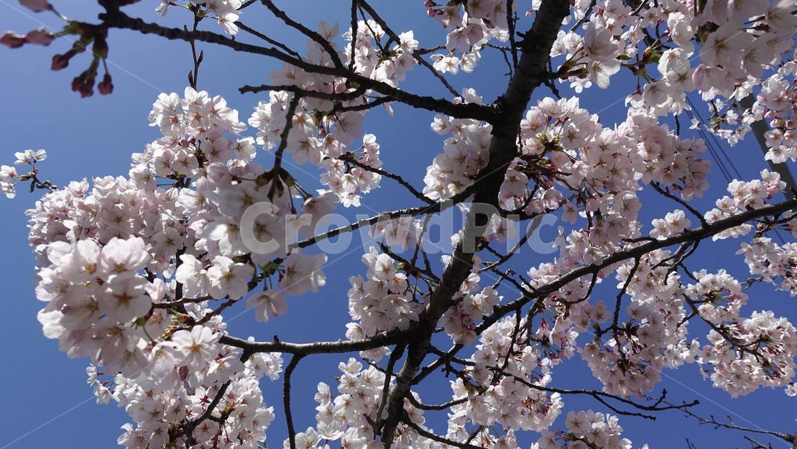 봄,벚꽃,꽃,꽃송이,blossom,flower,cherryblossom,pink,핑크,분홍,봄꽃