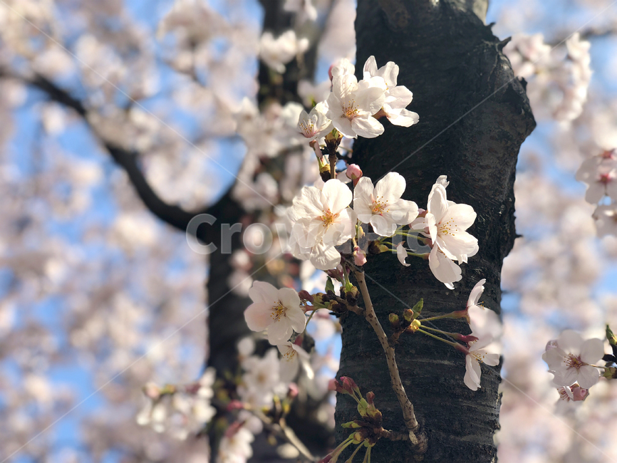벚꽃,나무,봄,꽃,하늘,봄,계절,spring,season,식물,자연,plants,nature,꽃,flower,plant,blossom,cherry blossom