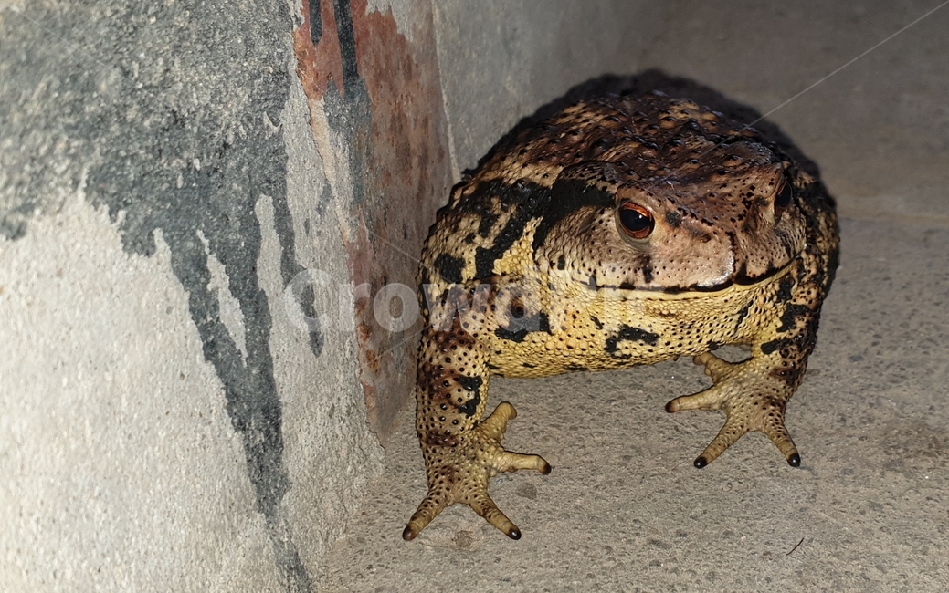 wildlife,야생동물,toad,두꺼비,animal,동물