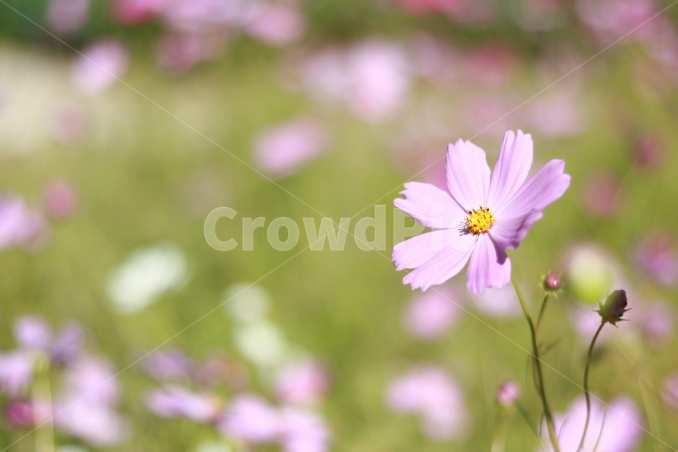 꽃,코스모스,봄,아웃포커싱,자연,가을,계절,fall,autumn,season,식물,자연,plants,nature,꽃,flower,plant