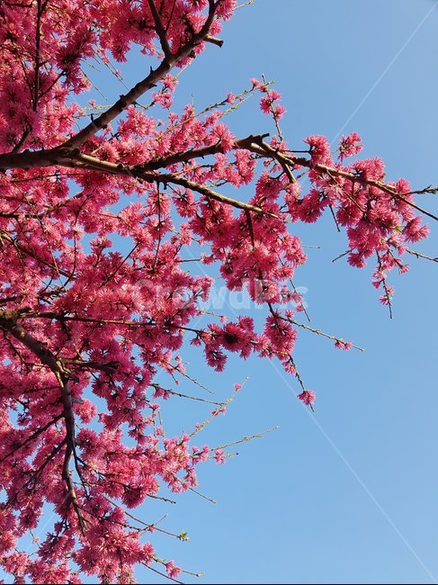 cherryblossoms,벚꽃,하늘,sky,꽃,flower,plant,식물,blossom,식물,자연,plants,nature,꽃,flower