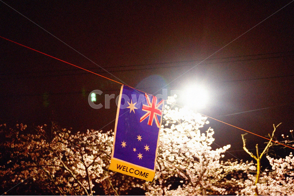봄,벚꽃,꽃놀이,빛,밤벚꽃,spring,cherryblossoms,축제,벚꽃축제,국기,night,감성사진,봄,계절,spring,season,야경,밤,풍경,nightscape,night,landscape,축제,행사,festival,carnival,event,light,flare,플레어