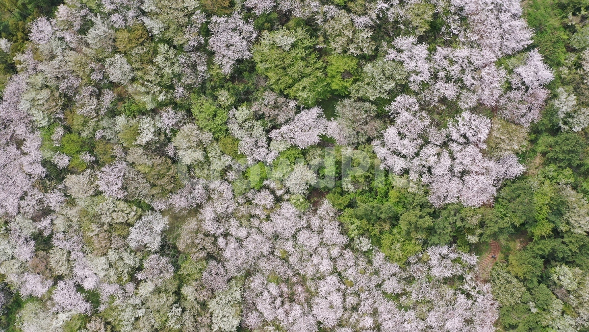 plant,식물,벚꽃,클로즈업,드론,꽃봉우리,벚꽃나무,오름,봄,4월,화사한,만개한,보라색