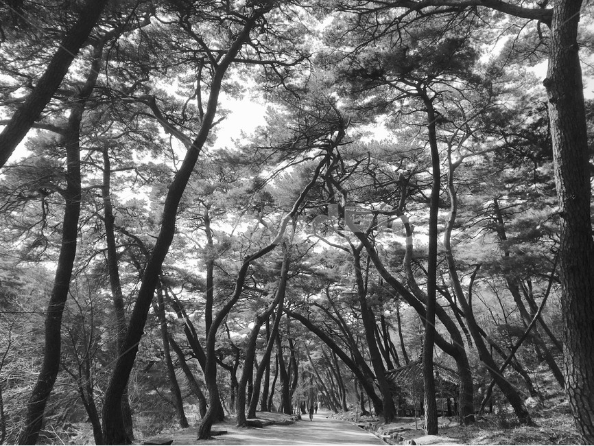 소나무,식물,나무,숲,소나무숲,흑백,자연,자연,풍경,nature,landscape,흑백,모노톤,monochrome,black and white,tree,plant,tree trunk,나무 줄기