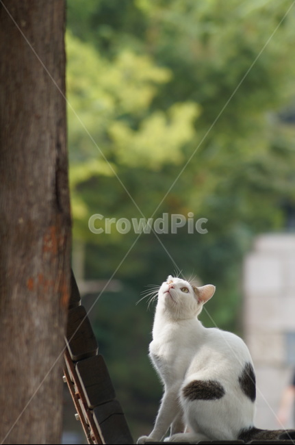 animal,동물,cat,고양이,길냥이,포유류,동물,animal,포유류,mammal,고양이,cat,kitten,kitty