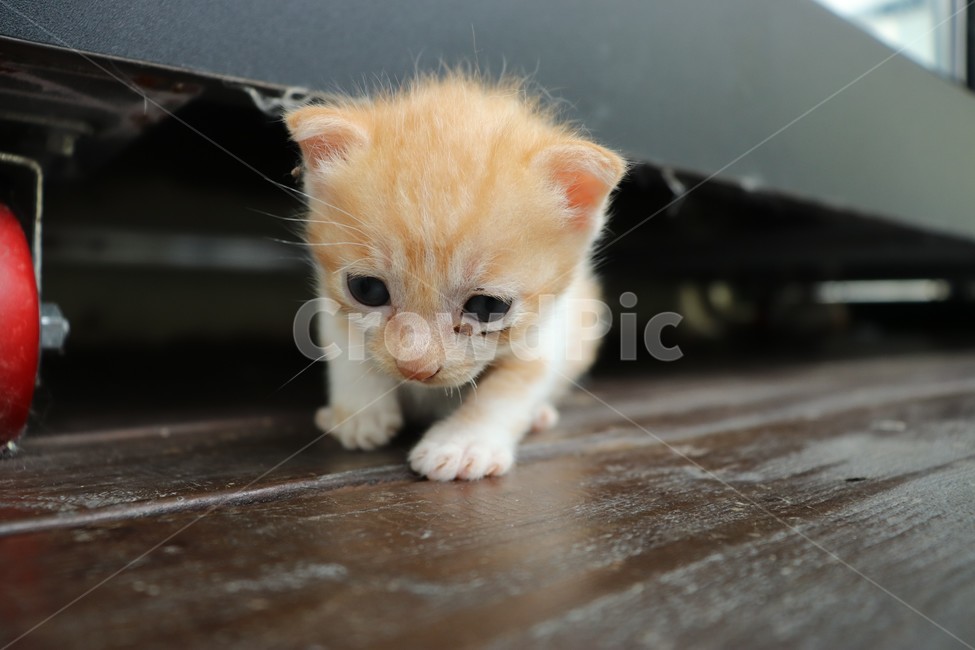 고양이,새끼,새끼고양이,애기,귀여움,깜찍함,힐링,사랑,행복
