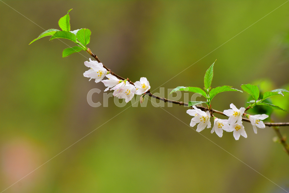 야생화,말발도리,봄꽃,봄이미지,아름다운,들꽃,꽃,꽃소식,flowers,beautiful,화려한,화사한,plants,spring,pretty,예쁜,토종,우리꽃,그린,green,순수,작은,어린,귀여운,접사,마크로,macro,클로즈업,꽃잎,잎새,나무꽃,봄,계절,spring,season,식물,자연,plants,nature,꽃,flower,plant