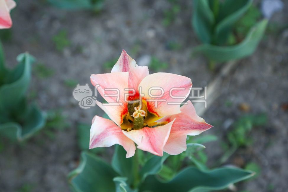 식물,꽃,봄꽃,봄,튤립,plant,flower,blossom,tulip