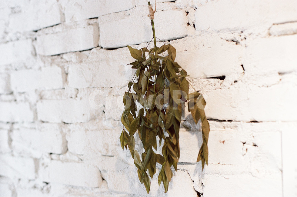 감성,감성사진,꽃,꽃사진,카페사진,카페,카페허쉬드,식물,자연,plants,nature,인테리어,실내디자인,interior design