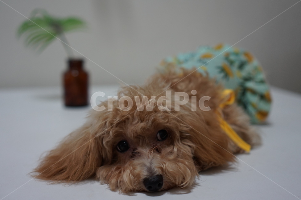 반려견,강아지,개,애완동물,졸린개,졸린강아지,dog,puppy,animal