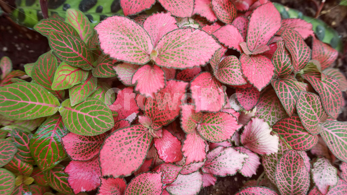 배경화면,나뭇잎,가을,줄기,잎,plant,식물,무늬