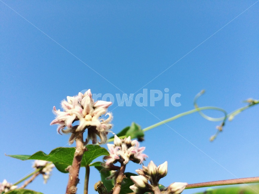 spring flowers,spring,korean flower,wildflowers,native flowers,plant,Park Ju Gari,wild flowers,vine,flower