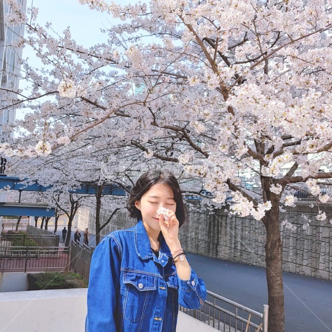 여자,사람,봄,벚꽃,캠퍼스,봄,계절,spring,season,사람,인물,인간,human,person,여성,여자,woman,female,lady,plant,식물