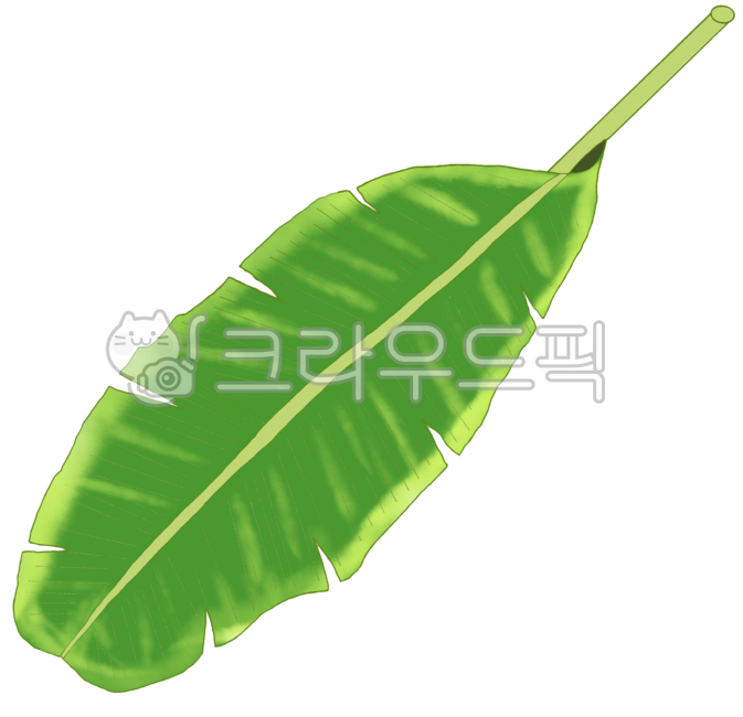 여름,여름식물,열대식물,활엽수,넓은잎,나뭇잎,잎사귀,초록식물,식물,휴가지,휴양지,열대지방,summer,plants