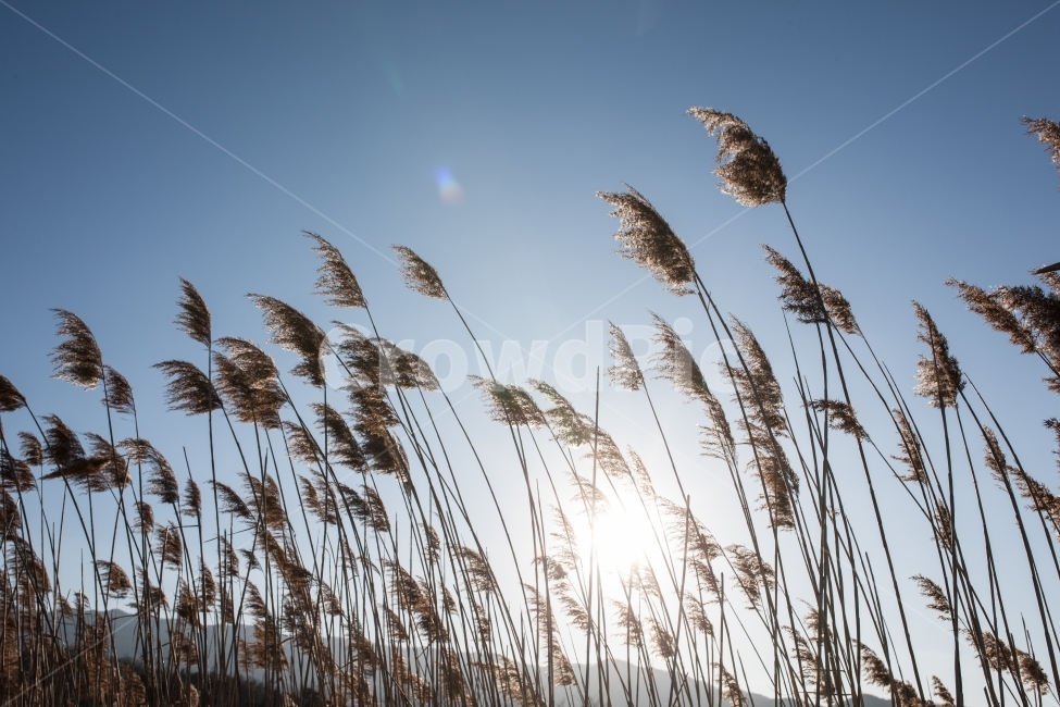 겨울,억새,하늘,빛,태양,sky,winter,sun,겨울,계절,winter,season,식물,자연,plants,nature