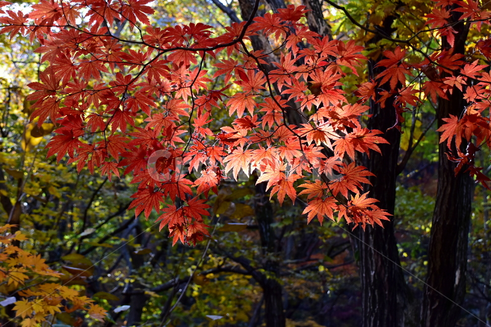 가을,단풍,울긋불긋,계절,시즌,아름다운,풍경,가을색,단풍잎,가을,계절,fall,autumn,season,plant,식물,leaf,잎,tree,나무,maple