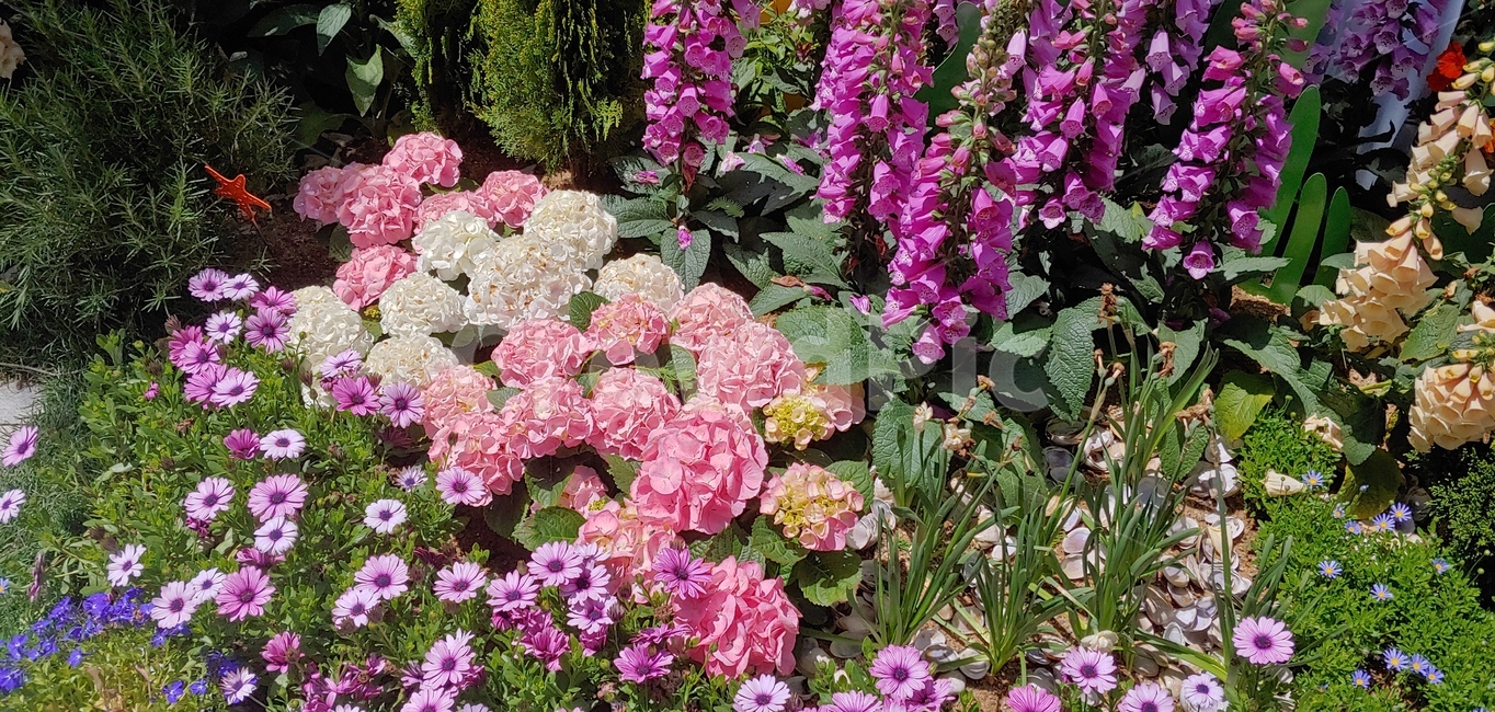 꽃,꽃축제,화단,꽃밭,봄,정원,spring,flowers,garden,warm,sunny,배경,화사한,pink