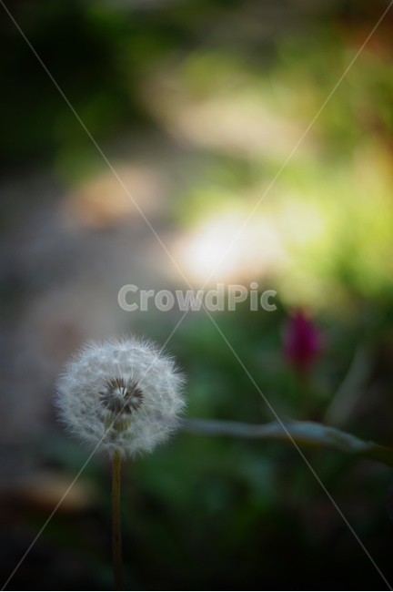 민들레,민들레홀씨,홀씨,dandelion,dandelionpuffs,풀,들꽃,초록,green