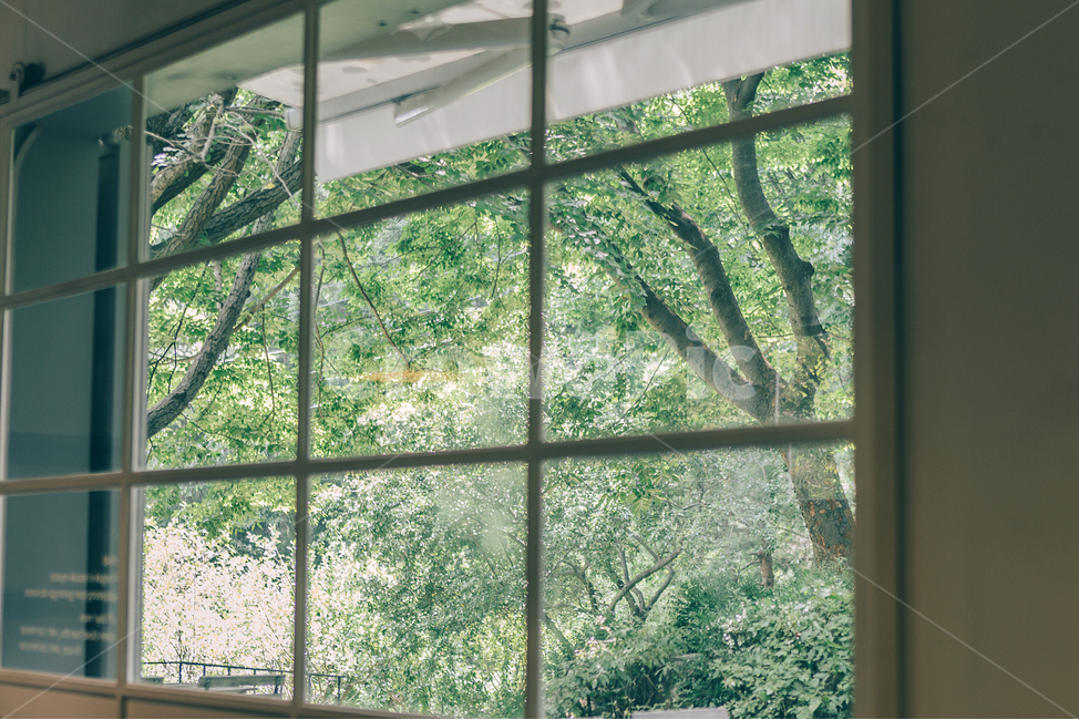 풍경,창문,나무,여름,편안한,여름,계절,summer,season,window