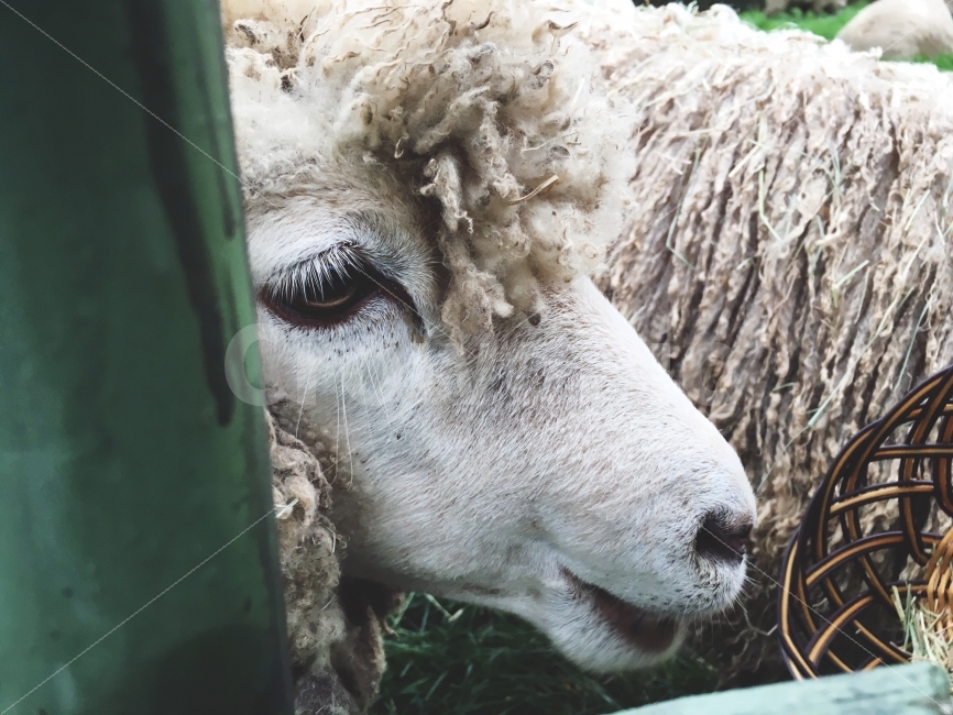 대관령,양떼,목장,양,동물,동물,animal,포유류,mammal,산업,industry,industrial,목축업,목장,livestock farming,ranching,pasture