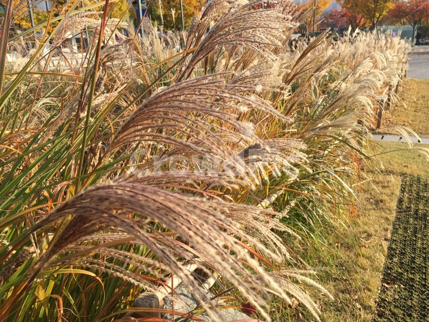 갈대,여유,가을,감성,빛,가을,계절,fall,autumn,season,grass,잔디,plant,식물