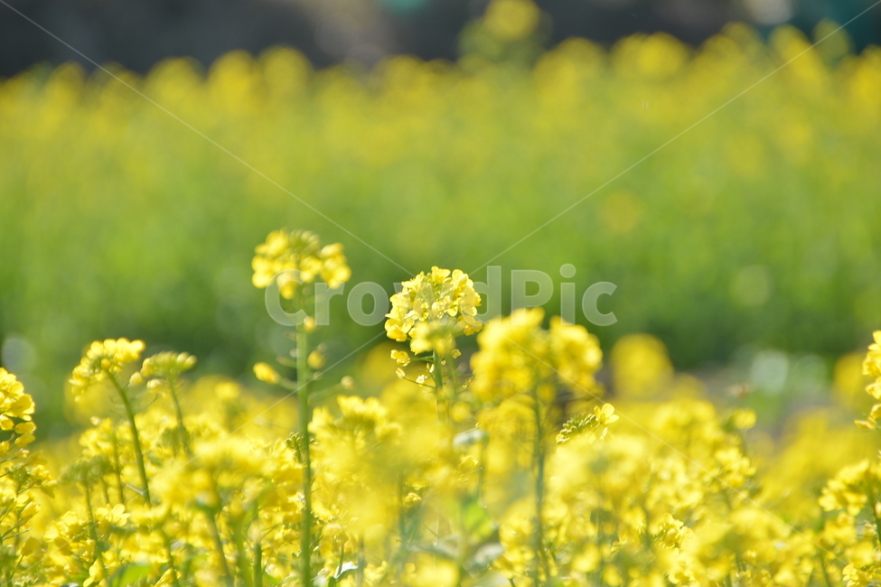 봄날,봄,유채꽃,제주,봄꽃,유채,식물,자연,plants,nature,꽃,flower