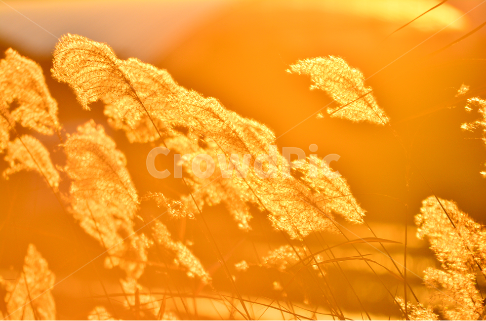 가을,가을풍경,억새,노을,빛,석양,해질무렵,sunset,억새꽃,바람,오렌지색,노랑색,시즌,계절,가을분위기,배경,바탕,백그라운드,느낌,감성,leaf,잎,plant,식물,nature,자연,outdoors,옥외