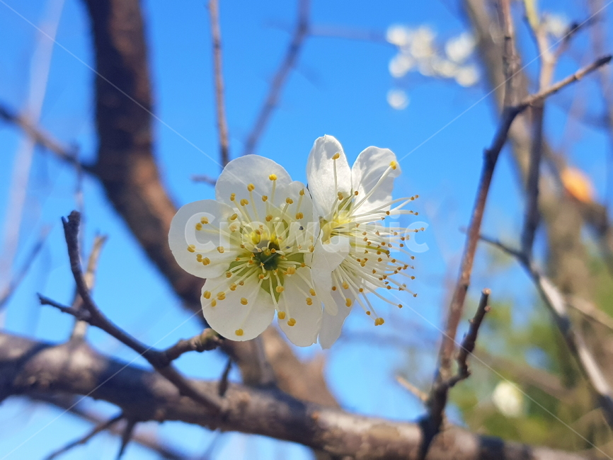 plant,식물,꽃,flower,white,nature,자연