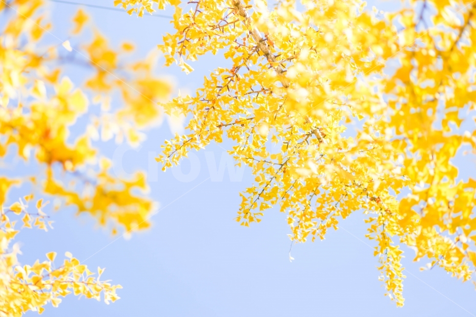 은행나무,단풍,가을,노랑색,나무,자연,가을,계절,fall,autumn,season,식물,자연,plants,nature,나무,trees,wood,감성,sensible,feeling,휴식,힐링,rest,relaxation,healing,plant,flower,꽃,blossom