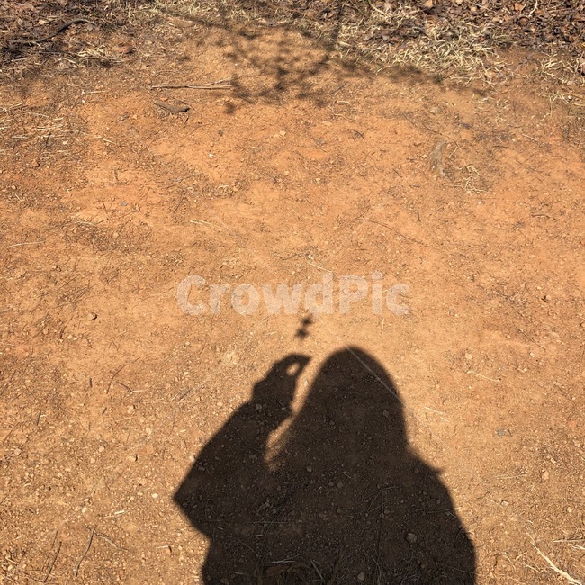 개나리,꽃놀이,그림자,여자그림자,꽃그림자,봄,흙길,spring,shadow,koreanforsythia,혼자놀기,희망