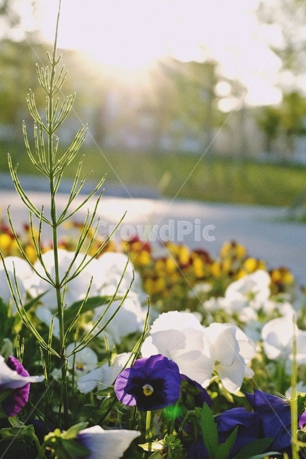 햇빛,플레어,풀,sunlight,꽃,flower,보라색꽃,하얀꽃,purple,white,식물,자연,plants,nature,휴식,힐링,rest,relaxation,healing
